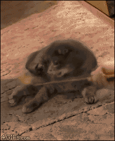 Omg GIF - Cat Standing Cute GIFs