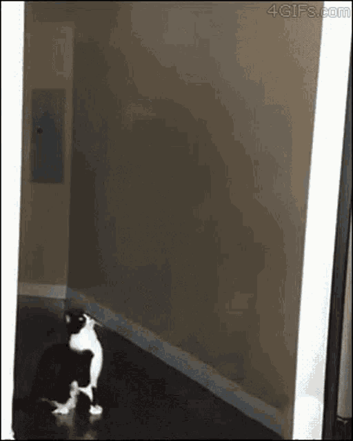 Alien Cat GIF - Alien Cat Bye GIFs