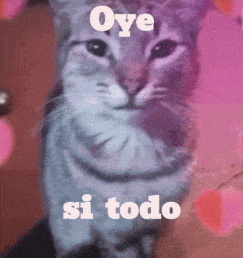 a cat with the words oye si todo written on it