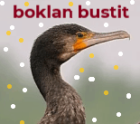 Boklan Bust GIF - Boklan Bust GIFs