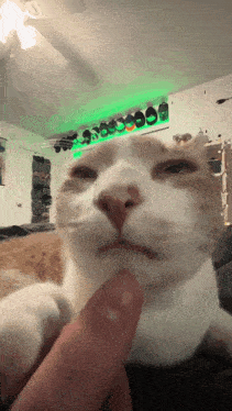 Cat Cute Cat GIF - Cat Cute Cat Stinky Cat GIFs