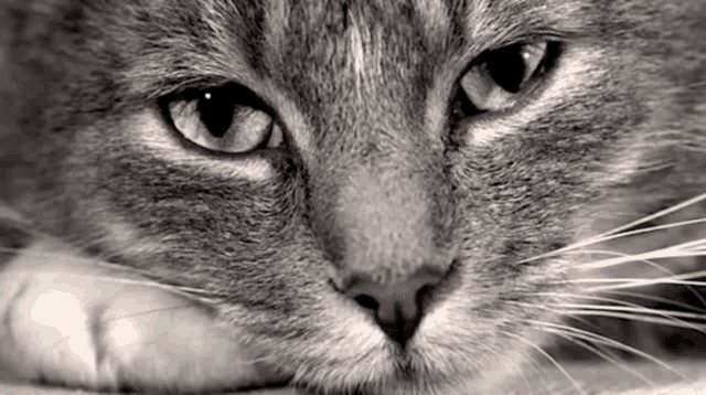 Why Do Cats Isolate Themselves To Die GIF - Why Do Cats Isolate Themselves To Die GIFs