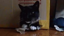 Yorch Cat GIF - Yorch Cat Love GIFs