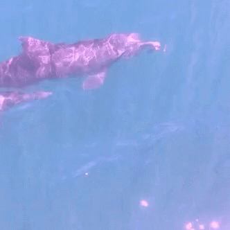 Dolphins Swimming GIF - Dolphins Swimming GIFs