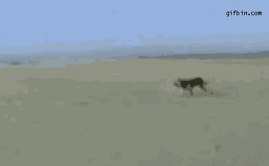 a bird is flying over a sandy beach and the website gifbin.com is visible in the corner