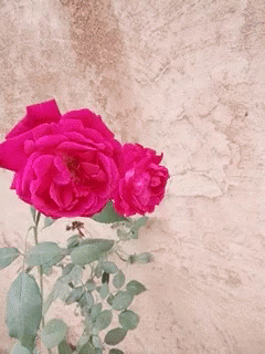 Flower Rose GIF - Flower Rose GIFs