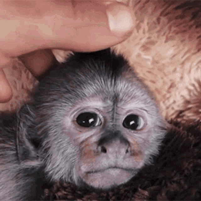 Baby Ape Ape GIF - Baby Ape Ape Scratching GIFs