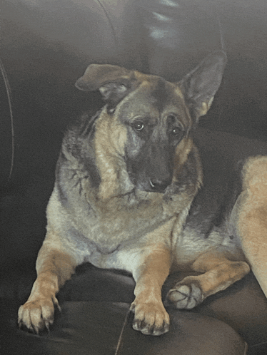 a german shepherd dog laying on a couch with a sad look on his face