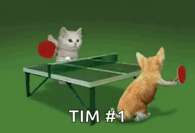 Cats Tennis GIF - Cats Tennis Table Tennis GIFs