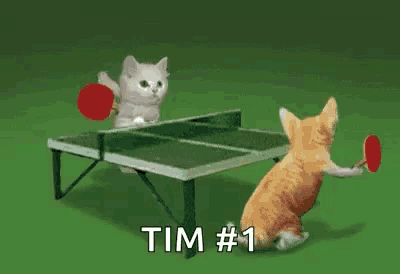 two cats are playing ping pong on a table with the words tim # 1 above them