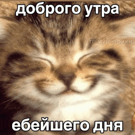 a kitten with its eyes closed is smiling in a foreign language