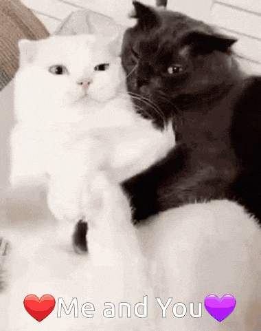 a black and white cat hugging each other with the words me and you