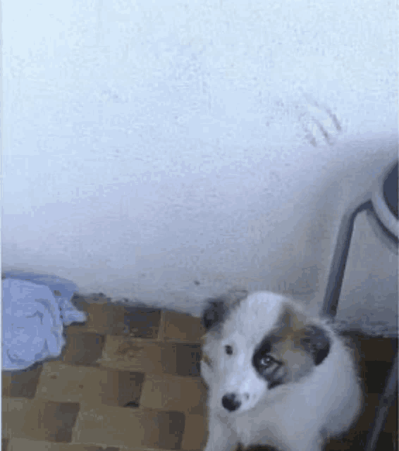 a brown and white dog is sitting on a tiled floor in front of a white wall