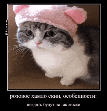 a cat wearing a pink hat with a caption in russian