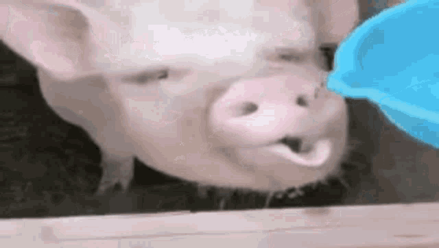 свинья пьет GIF