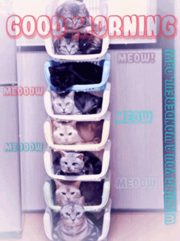 Good Morning Meow GIF - Good Morning Meow Kitty GIFs