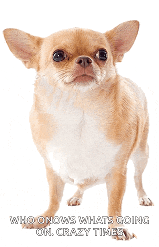 a small brown and white dog with the words who knows what 's going on crazy times