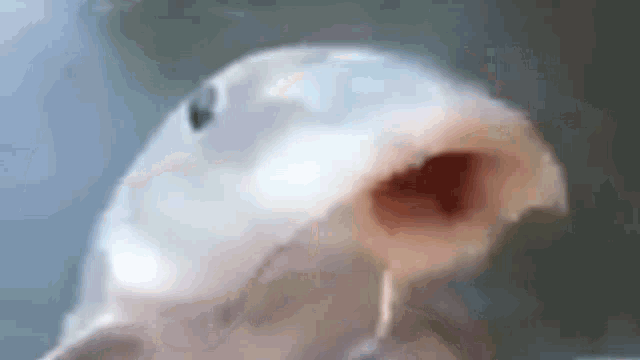 a close up of a white fish with its mouth open and looking at the camera .