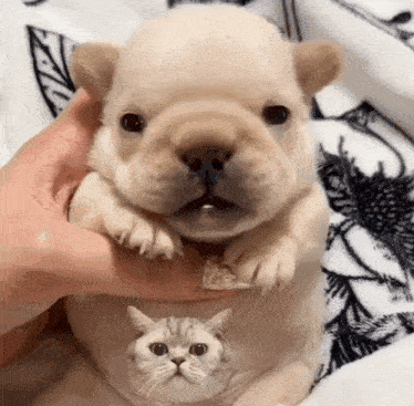 a person is holding a puppy next to a cat .