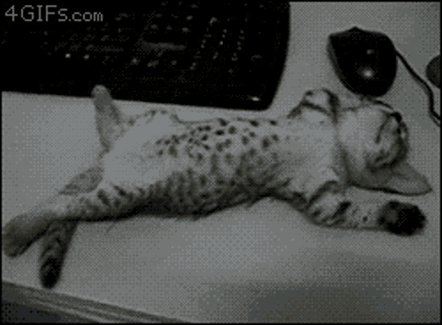 a cat is laying on its back on a desk next to a computer keyboard and mouse
