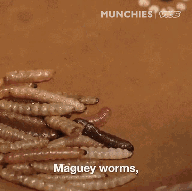 Maguey Worms Crayfish GIF - Maguey Worms Crayfish We Have Some Atta Ants And Grasshoppers GIFs