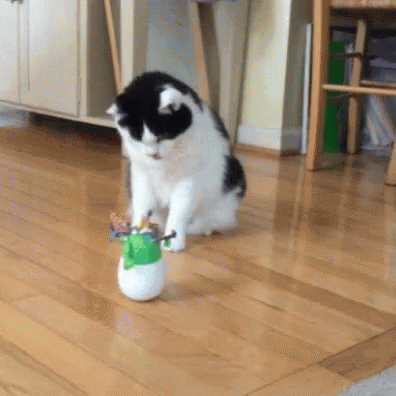 Cat Play GIF - Cat Play Toy GIFs