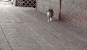 Cat Sneaky GIF - Cat Sneaky Cominh GIFs