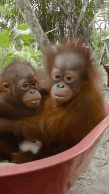 Mingler Ape GIF - Mingler Ape Primate GIFs