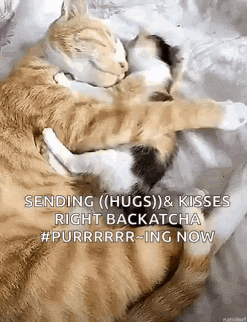 Big Hug Mom GIF - Big Hug Mom Kitten GIFs