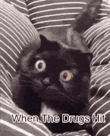 a black cat is laying on a striped pillow with the words `` when the drugs hit '' written on it .