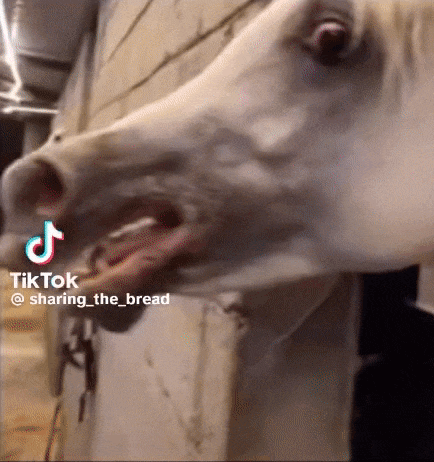 Tweaking Horse GIF - Tweaking Horse White Horse GIFs