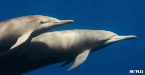 Dolphins Swimming GIF - Dolphins Swimming Chillin GIFs