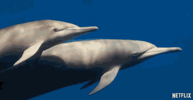 two dolphins are swimming in a blue ocean with a netflix logo in the corner