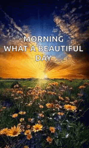 Morning Sunrise GIF - Morning Sunrise Flowers GIFs