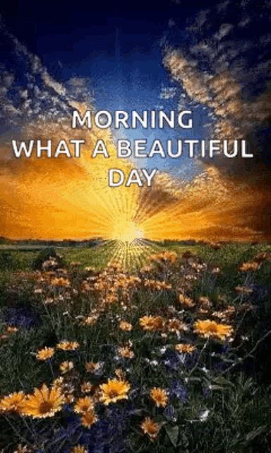 a picture of a field of flowers with the sun shining through the clouds .