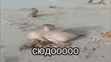 a monkey is riding a skateboard on a beach in a blurry photo with russian writing .