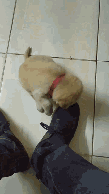 Oliviajade Cute Puppy GIF - Oliviajade Cute Puppy Golden Retriever GIFs
