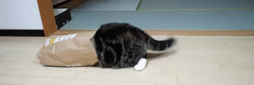 Hide Cat GIF - Hide Cat Bag GIFs