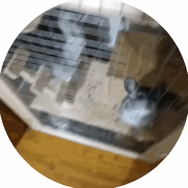 a blurred image of a cat in a cage