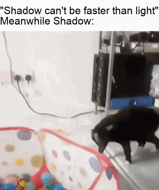 Shadow Shadow The Hedgehog GIF - Shadow Shadow The Hedgehog Cat GIFs