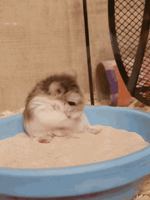 a small hamster is laying in a blue bowl of sand