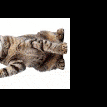 a cat is laying on its back with its paws outstretched