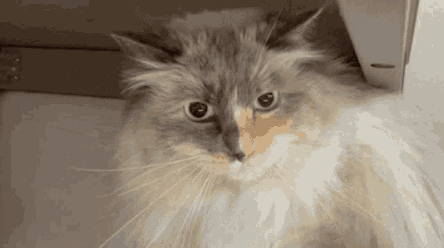 a close up of a cat 's face with a gray and white fur
