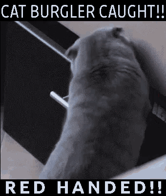 Cat Burglar GIF - Cat Burglar GIFs