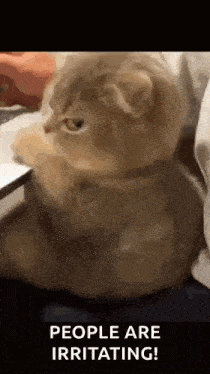 a cat is sitting on a bed with its paws on a laptop computer .