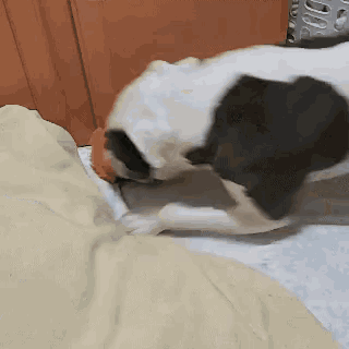 a black and white dog is playing with a toy on a bed