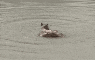 a cat is swimming in a lake with a rope around its neck .