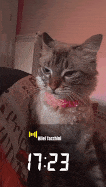 a picture of a cat with a pink collar and the time 17:23