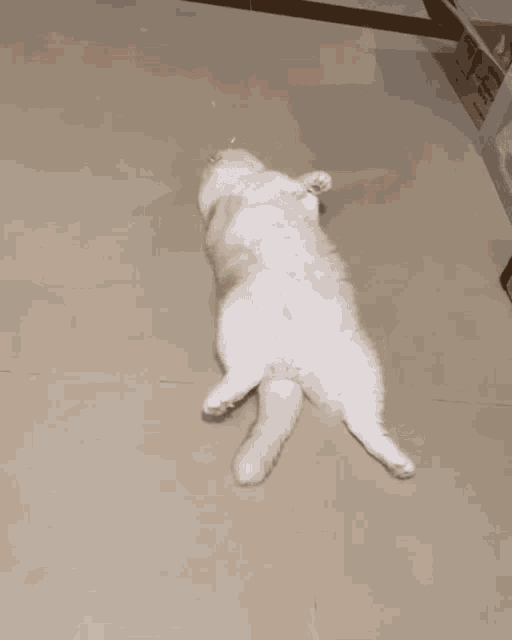 Beagle Fat Cat Kitty GIF - Beagle Fat Cat Kitty Tired GIFs