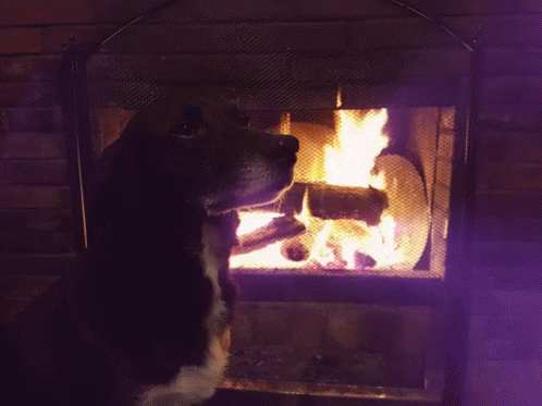 Dog Winter GIF - Dog Winter Fire GIFs